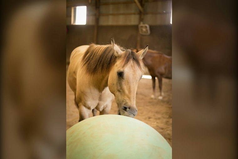 Leeds Horse Ranch Saddles Up Grammy-Nominated Band for First Bluegrass Fundraiser