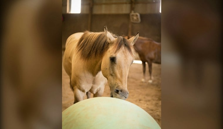 Leeds Horse Ranch Saddles Up Grammy-Nominated Band for First Bluegrass Fundraiser