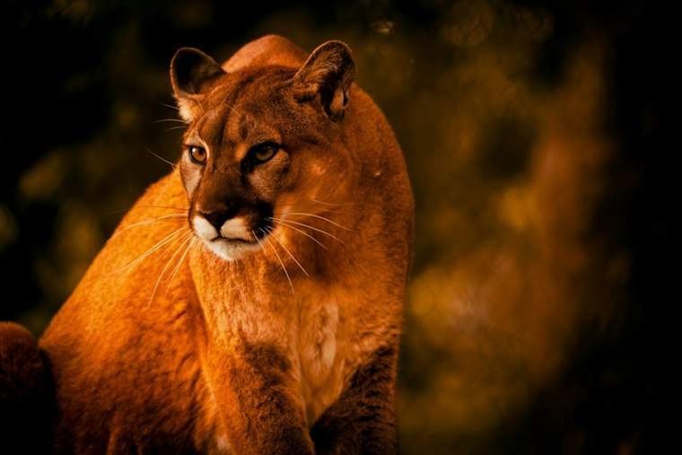 Lincoln Police Warn Residents After Mountain Lion Sightings Near Busy Intersection