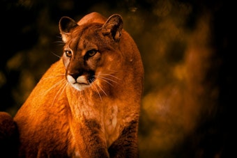 Lincoln Police Warn Residents After Mountain Lion Sightings Near Busy Intersection