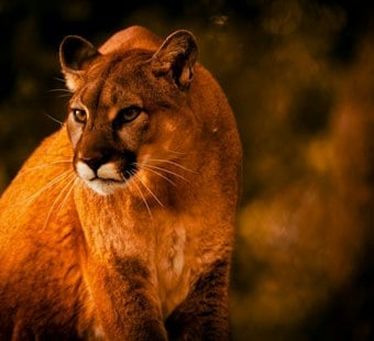 Lincoln Police Warn Residents After Mountain Lion Sightings Near Busy Intersection