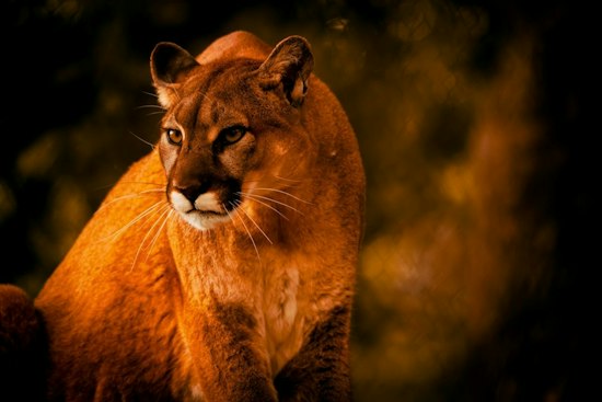 Lincoln Police Warn Residents After Mountain Lion Sightings Near Busy Intersection