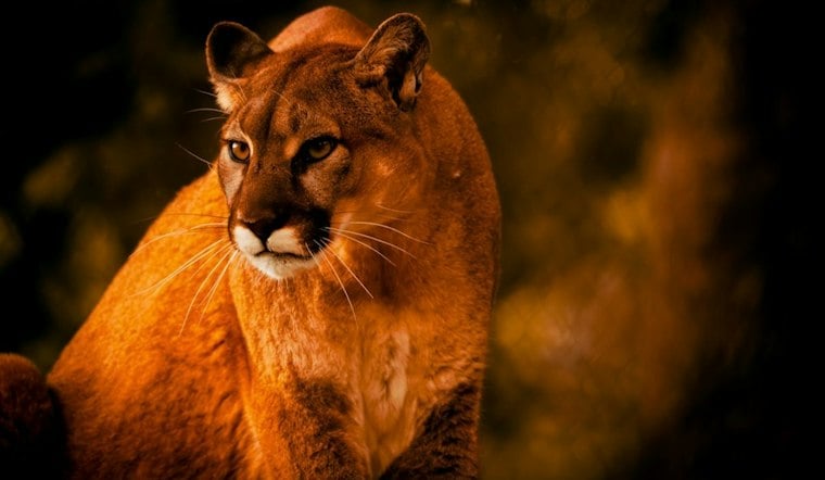 Lincoln Police Warn Residents After Mountain Lion Sightings Near Busy Intersection