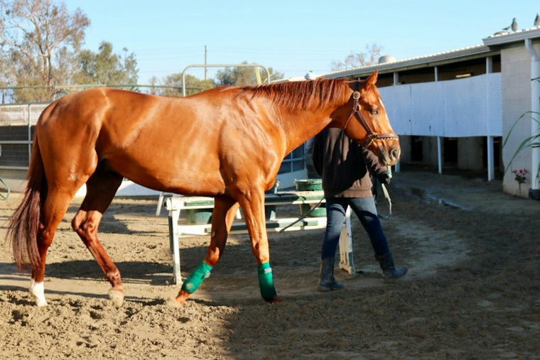 Los Alamitos Pony Rides Spark Protest After 13th Horse Death of 2026