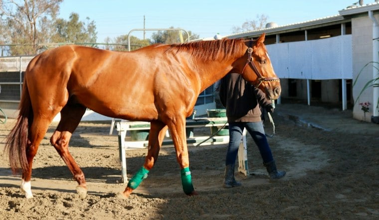 Los Alamitos Pony Rides Spark Protest After 13th Horse Death of 2026
