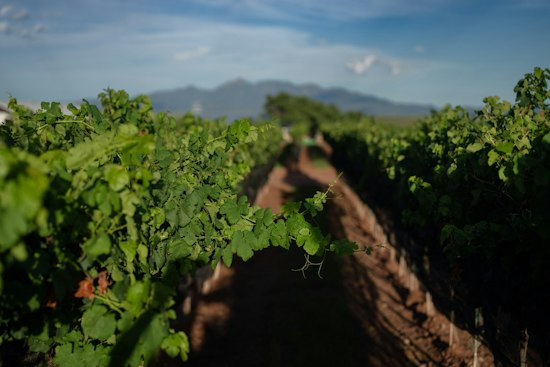 Los Milics Vineyards Returns to Old Town Scottsdale With a Mozzarella Bar
