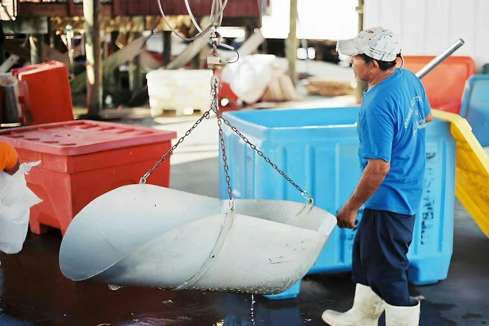 Louisiana to Open $27M Hurricane Aid Window for Fishermen, Processors, Dealers