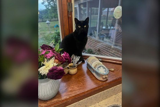 Madison County Cat Comes Home Shaved and Badly Burned, Deputies Investigate