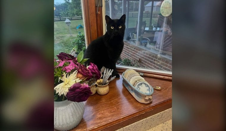 Madison County Cat Comes Home Shaved and Badly Burned, Deputies Investigate
