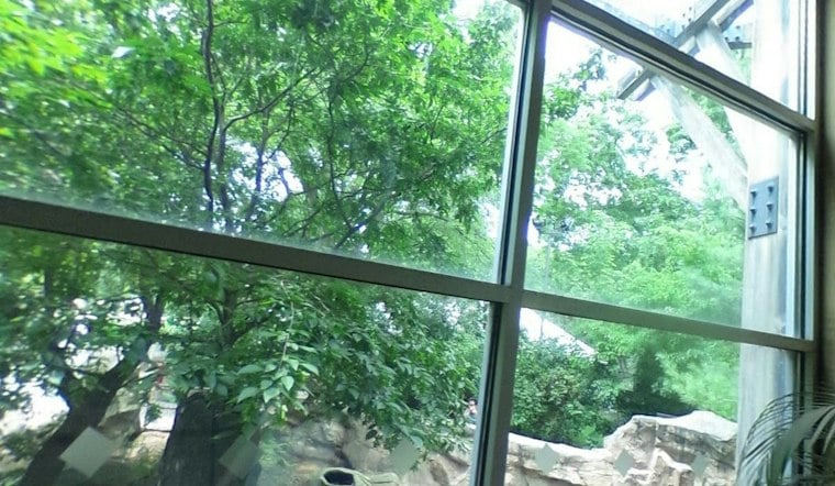 Madison's Nora the Polar Bear Packs On 237 Pounds, Zoo Braces for Winter Cub