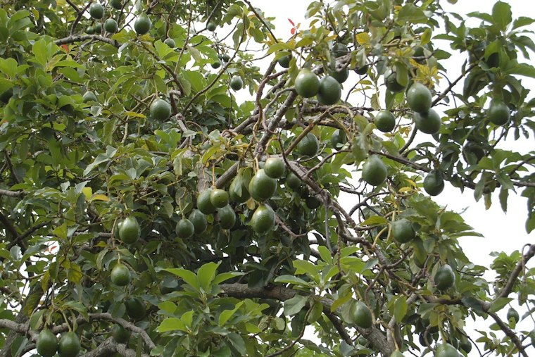 Mahi Pono Plans 1,000-Acre Maui Avocado Orchard, But Water Fight Looms