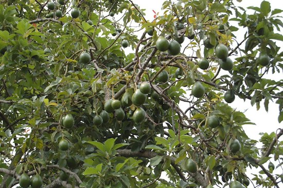 Mahi Pono Plans 1,000-Acre Maui Avocado Orchard, But Water Fight Looms
