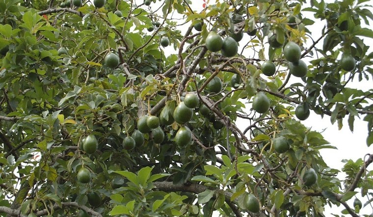 Mahi Pono Plans 1,000-Acre Maui Avocado Orchard, But Water Fight Looms