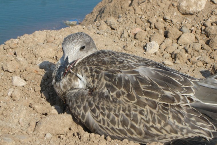 Man Rescues Seagull Tangled in Fishing Hook
