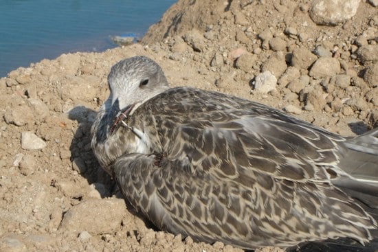 Man Rescues Seagull Tangled in Fishing Hook