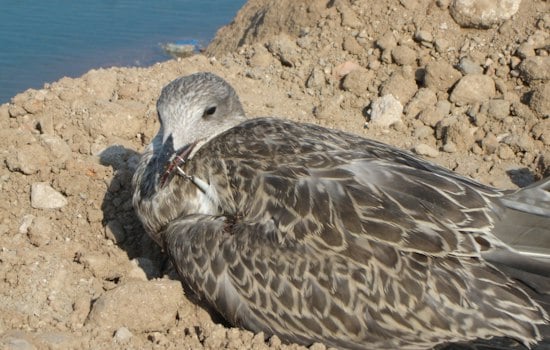 Man Rescues Seagull Tangled in Fishing Hook
