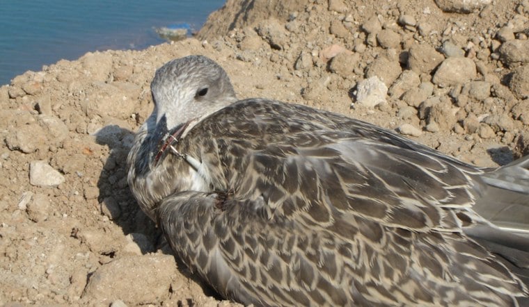 Man Rescues Seagull Tangled in Fishing Hook