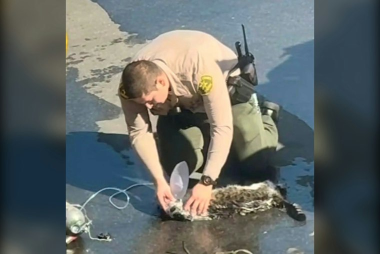 Marina del Rey Deputy, Firefighters Help Cat After Van Fire