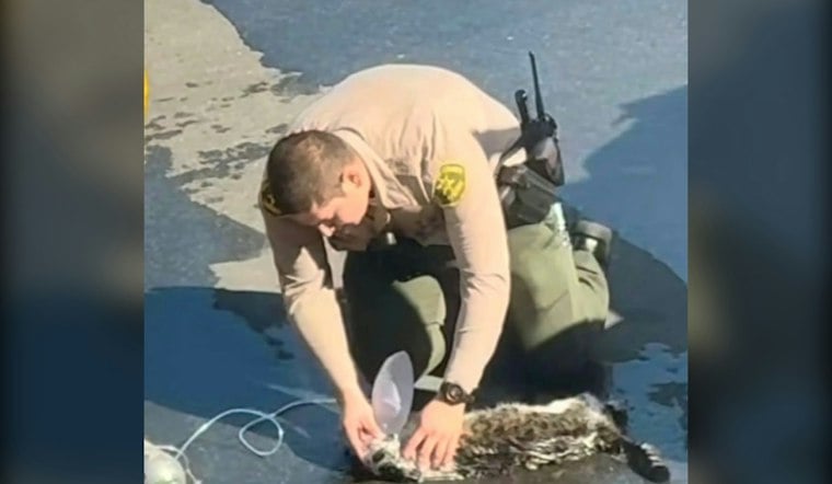 Marina del Rey Deputy, Firefighters Help Cat After Van Fire