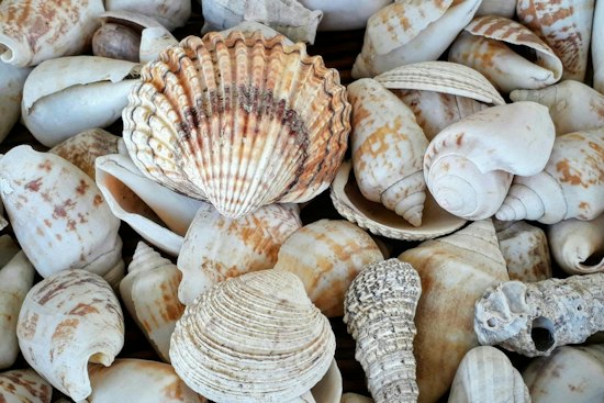 Massachusetts Girl, 11, Who Collects Seashells Still Waits for a Family to Call Her Own
