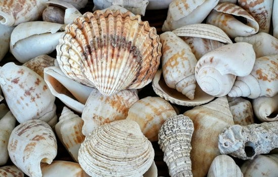 Massachusetts Girl, 11, Who Collects Seashells Still Waits for a Family to Call Her Own