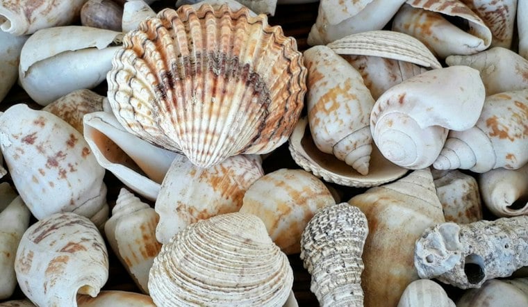 Massachusetts Girl, 11, Who Collects Seashells Still Waits for a Family to Call Her Own