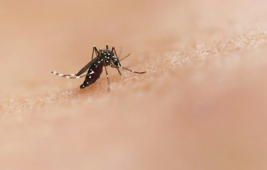 Massachusetts Hits 12 West Nile Cases as Milton and Quincy Join Boston's High-Risk Club