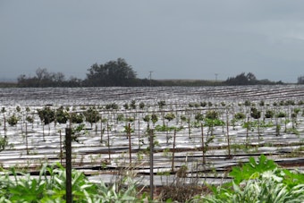 Maui's 3,000 Acres of Limes Can't Reach the Mainland Under 114-Year-Old Quarantine