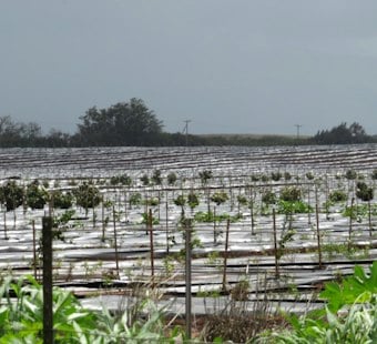 Maui's 3,000 Acres of Limes Can't Reach the Mainland Under 114-Year-Old Quarantine