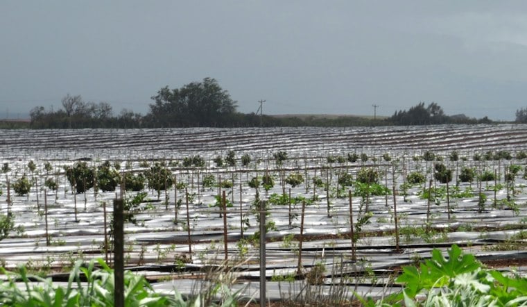 Maui's 3,000 Acres of Limes Can't Reach the Mainland Under 114-Year-Old Quarantine