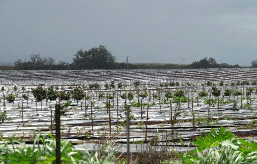 Maui's 3,000 Acres of Limes Can't Reach the Mainland Under 114-Year-Old Quarantine