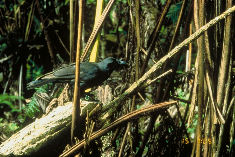 Maui’s five free-flying ʻalalā are testing what a wild return requires