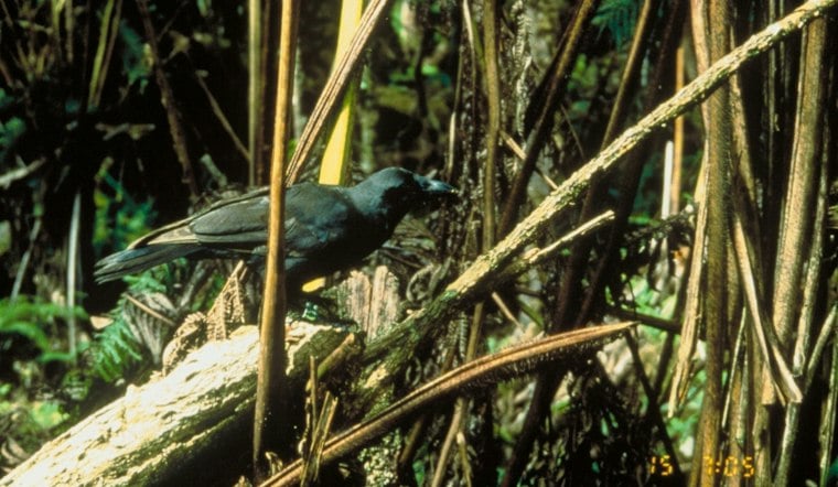 Maui’s five free-flying ʻalalā are testing what a wild return requires