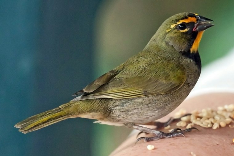 Miami Airport Agents Find 10 Live Birds Stuffed Into Traveler's Underwear
