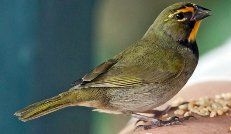 Miami Airport Agents Find 10 Live Birds Stuffed Into Traveler's Underwear