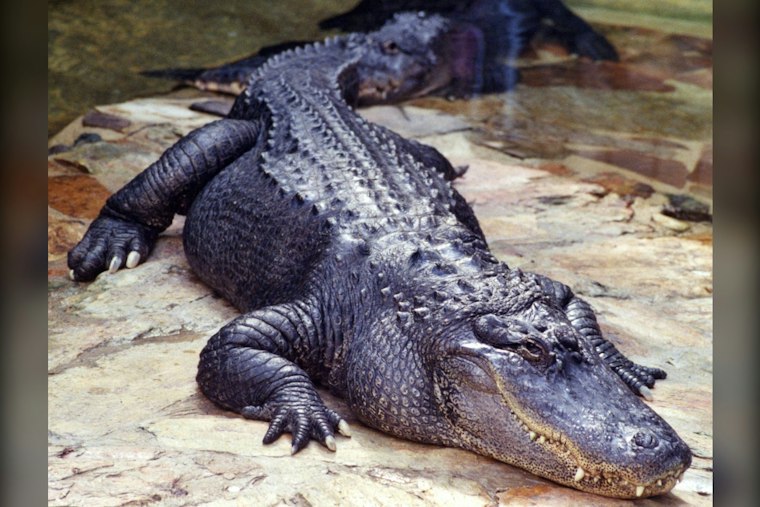Miami-Dade Crocodile Dies of Lead Poisoning in Florida First, FWC Says