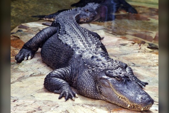 Miami-Dade Crocodile Dies of Lead Poisoning in Florida First, FWC Says