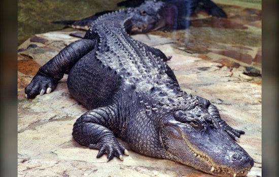 Miami-Dade Crocodile Dies of Lead Poisoning in Florida First, FWC Says