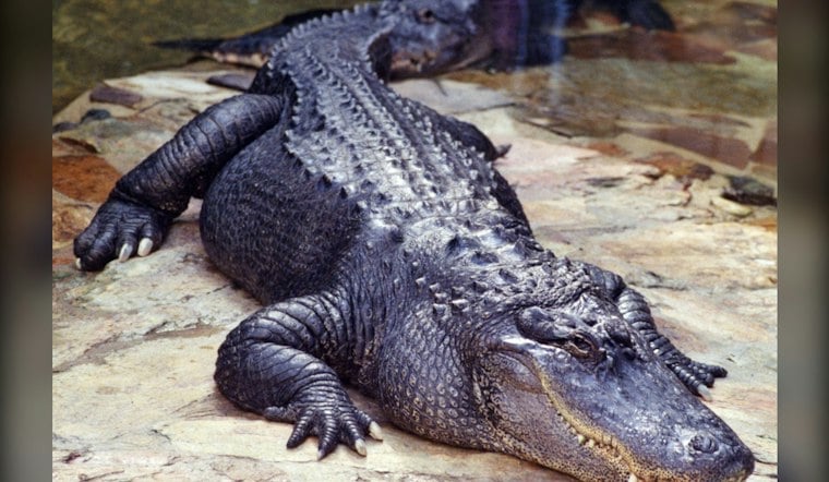 Miami-Dade Crocodile Dies of Lead Poisoning in Florida First, FWC Says