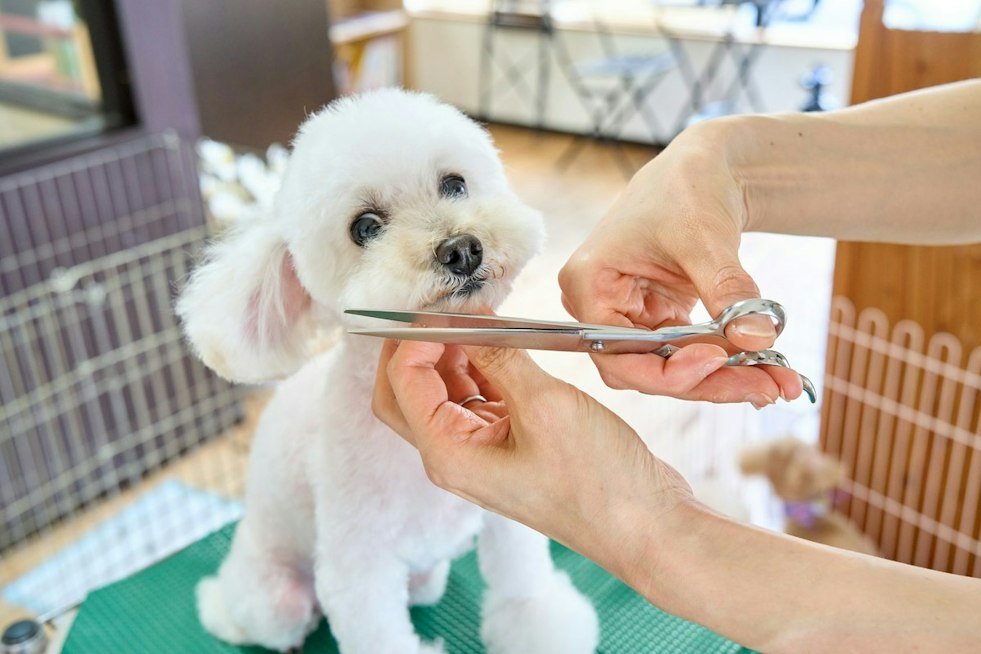 Midlothian Dog Spa Brings $650 Wellness Packages, Underwater Treadmill to Winterfield