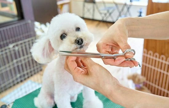 Midlothian Dog Spa Brings $650 Wellness Packages, Underwater Treadmill to Winterfield