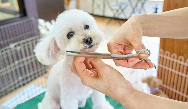 Midlothian Dog Spa Brings $650 Wellness Packages, Underwater Treadmill to Winterfield