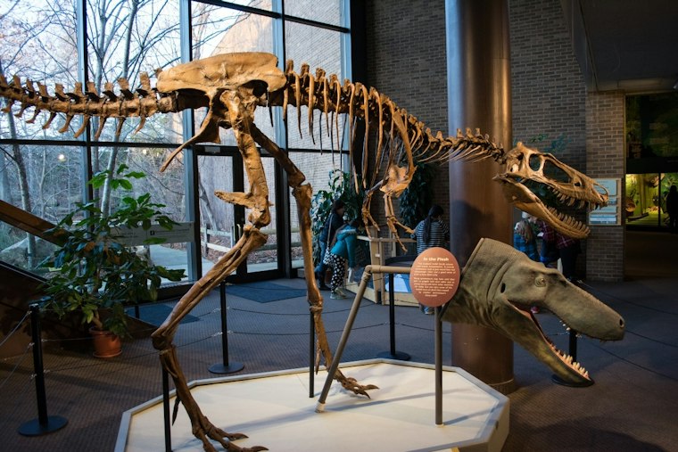 Mini T-Rex Cousin Jodi Hits NYC Auction Block With $9 Million Price Tag