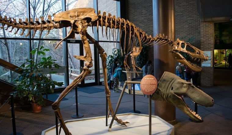 Mini T-Rex Cousin Jodi Hits NYC Auction Block With $9 Million Price Tag