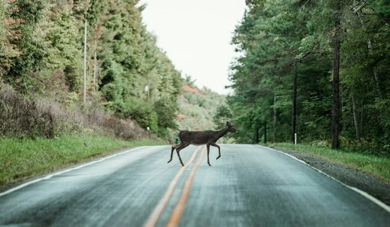 Mishicot Man, 47, Dies After UTV Hits Deer, Flips Into Pole on Highway 42