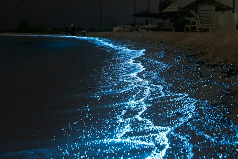 Mission Bay Waters Glow Neon Blue as San Diego's Bioluminescent Red Tide Returns