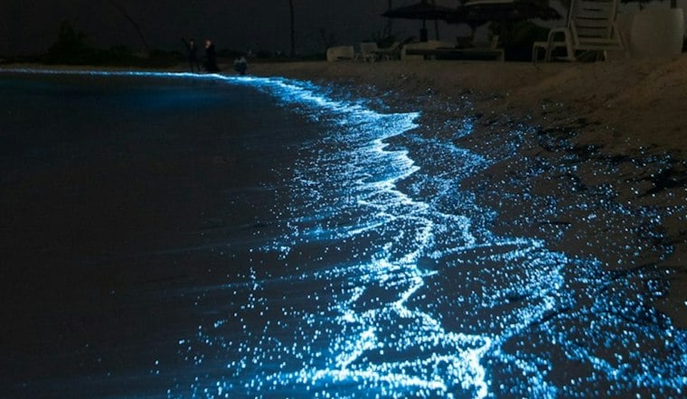 Mission Bay Waters Glow Neon Blue as San Diego's Bioluminescent Red Tide Returns