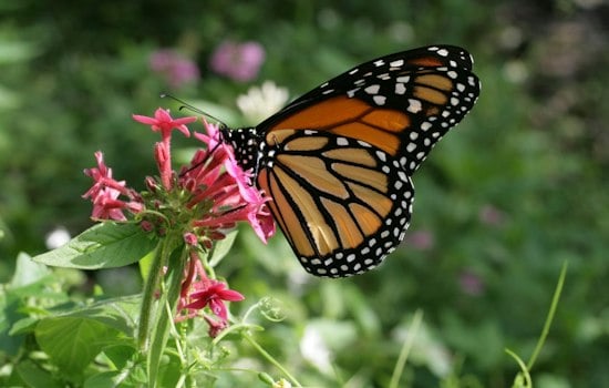 Monarch Butterflies Swarm Texas This Week, From Abilene to the Panhandle