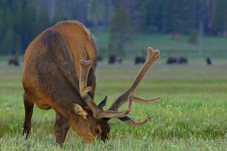 Monroe Elk Farm Offers $6K Reward After Prized Bull Found Shot Dead