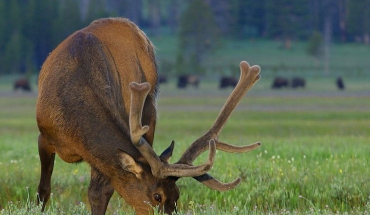 Monroe Elk Farm Offers $6K Reward After Prized Bull Found Shot Dead